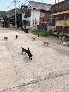 瀬戸内海の島めぐり　予定外の島　真鍋島　猫の島