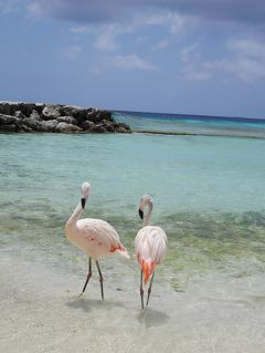 アルバに関する旅行記 ブログ フォートラベル