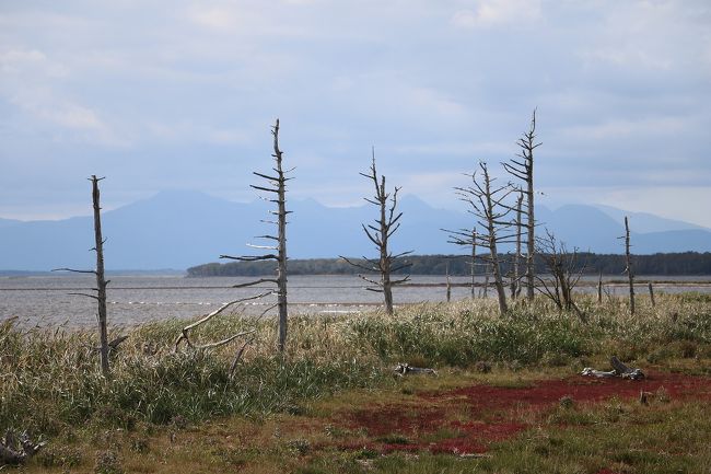 トラピックスのホームページを見ていると『北海道長期滞在の旅　自然豊かな街、釧路で過ごす１０日間』というツアーを発見。<br />残暑が残る関西にいるより過ごしやすく、ちょうど紅葉の時期にも重なるので、会社の仕事を調整して思い切って出かけることにしました。<br />今回の旅程は、<br />９月２９日（日）大阪空港より新千歳空港に行き、そこからバスで釧路に移動<br />９月３０日（月）午前中今回の長期滞在に関する説明会後、自由行動になったのでノロッコ号で細岡展望台観光<br />１０月１日（火）オプショナルツアー『釧路湿原･阿寒国立公園周遊コース』に参加し、釧路湿原展望台、双湖台・双岳台、阿寒湖とオンネトー観光<br />１０月２日（水）オプショナルツアー『知床周遊コース』に参加し，知床五湖とオシンコシンの滝観光<br />１０月３日（木）この日は自由行動のためレンタカーで層雲峡、然別湖観光<br />１０月４日（金）オプショナルツアー『根室・納沙布岬コース』に参加し、根室車石、納沙布岬、霧多布湿原、あやめケ原観光<br />１０月５日（土）オプショナルツアーをキャンセルし、レンタカーで丹頂鶴自然公園、９００草原、多和平、摩周湖、硫黄山観光し、屈斜路プリンスホテルに宿泊<br />１０月６日（日）自由行動のため屈斜路湖よりサロマ湖ワッカ原生花園、能取湖サンゴ草群落地、網走監獄、摩周湖、９００草原観光し釧路湿原の夕陽を鑑賞して釧路に宿泊<br />１０月７日（月）自由行動のため雨天で十分観光できなかったあやめケ原、霧多布湿原と霧多布岬、野付半島のトドワラ観光<br />１０月８日（火）午前中は釧路市内を散策後バスで新千歳空港に行き、そこから大阪空港に移動して帰宅。<br />始めは長い旅かなと思ったのですが、毎日観光ばかりしていたせいかあっという間の１０日間でした。<br />今回は途中屈斜路湖に１泊しましたが、他は全て釧路のラビスタ釧路川に連泊したので荷物の移動がなくて結構楽でした。<br />しかも昼･夕食は自由食だったため、釧路のいろいろなお店で美味しいお魚をいただきました。<br />今回は旅行９日目の午後から観光した野付半島のトドワラと翌日の帰宅までの様子を紹介します。<br />トドワラでは遊歩道を散策中、目の前に雄のエゾジカが現れたのにはビックリしました。<br />道東は比較的観光客も少なく自然に恵まれたところで、今回は１０日間でしたが、もうちょっとゆっくりしたかったです。