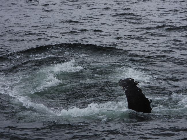 2019年6月27日から7月7日の11日間、ロシアの中千島へ海鳥観察のクルーズツアーに参加しました。<br /><br />本旅行記はツアー９日目（乗船７日目）<br />パラムシル島に上陸して旧カクマベツ空港へ。<br />ロパトカ岬に上陸