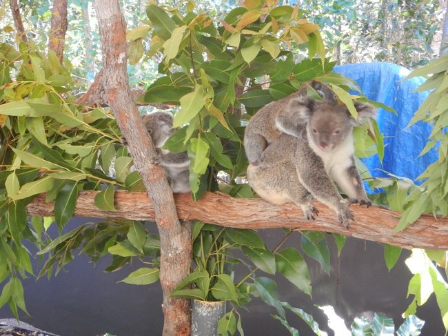 初心者マークのオーストラリア旅行です。<br /><br />現地1日目は早朝動物園でカンガルー餌やり体験、コアラと一緒に朝ご飯など、眠い目をこすりながら動物とふれあいました。<br /><br />9月29日　JQ016便でケアンズへ<br />9月30日　5：15　ケアンズ着　早朝動物園ツアーへ　☆<br />10月1日　キュランダ鉄道観光<br />10月2日　グリーン島観光<br />10月3日　マリーバで熱気球ツアー　ボードウォーク散策<br />10月４日　JQ015便で日本へ<br />　　　　　