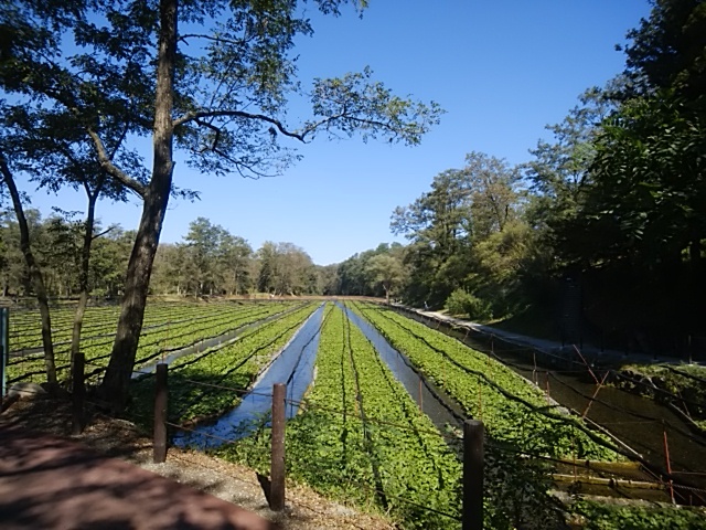 安曇野を観光しました。<br />ワサビ農園は感動しました。