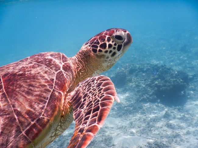 2019夏、2泊3日で沖縄、渡嘉敷島へ。<br />那覇に宿泊し、中日に高速船で渡嘉敷島へ日帰りしました。<br />今回のミッションは「ウミガメに会うこと」。<br />皆さん簡単に会えると言ってますが…。<br />結果は…、ほんとうでした！！<br /><br />意外にも浅瀬にいて、人に無関心なので、じっくり観察できます。<br />とかしくビーチは波が高くないので、お子様にもおすすめです。<br />蒼い海とウミガメにパワーをもらって早3か月。<br />日常生活に疲れてきたので、旅行記を書いて振りかえってみます。<br /><br />※参加メンバー　40代夫婦　小2長女　小5長男の4人。