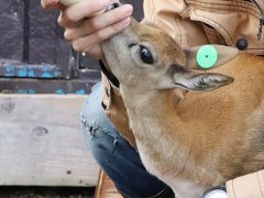 二本松提灯祭りの東北レッサーパンダ詣（４）大はしゃぎホワイトライオンのイチゴちゃんや赤ちゃんブラックバックやショーも含めてふれあい広場を満喫