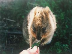 回顧オーストラリアパース一人旅・・動物と触れ合うだけの？！旅♪