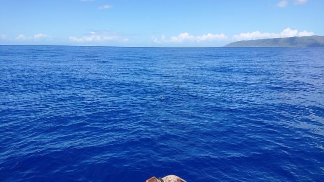 秋の女子旅 in Hawaii ②　2日目：イルカに会いに行く！