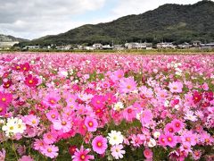 ２０１９年１０月、兵庫・加古川志方町コスモス畑～花の寺・円照寺へ！