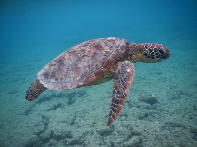 沖縄で体と心に栄養補給の旅～阿嘉島前編