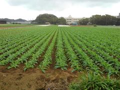 三浦半島がこれから緑に染まる