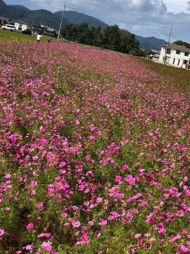 秋の花々が綺麗に咲く季節…琵琶湖近辺はよく行っていますが まだ訪れたことのない近江八幡にコスモス畑があるとのこと。<br />数多くの遺跡や古墳も発見され、縄文時代から開けていたとされる近江の街に1585年(天正13年)豊臣秀次が 八幡市下町を開町しました。<br />八幡商人の街並みも ゆっくり散策してみたいと思います。<br /><br />