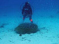 那覇泊港のゲストハウス：慶良間でダイビング