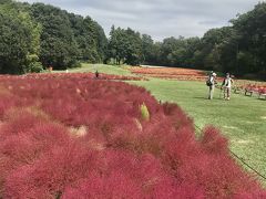 武蔵丘陵森林公園のコキア