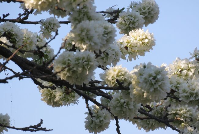 東北北部の名城巡り、岩手県の日本百名城、盛岡城紹介の締め括りです。