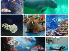 孫との夏の思い出　鳥羽水族館