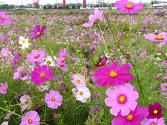 「小泉町」のコスモス_2019（2）_台風で倒れたが満開です。（群馬県・伊勢崎市）