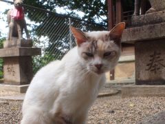 ★街十色～ 奈良・大阪 秋のいろ③　大阪四天王寺 と ねこさんぽ篇★