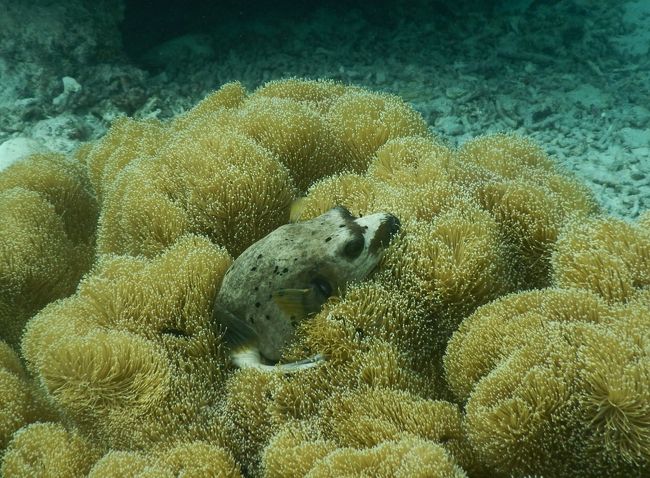 3年ぶりに阿嘉島に行きました。釣りをしたりシュノーケリングでクマノミやウミガメやゴマちゃん？を見たりまったり過ごして心に栄養補給。