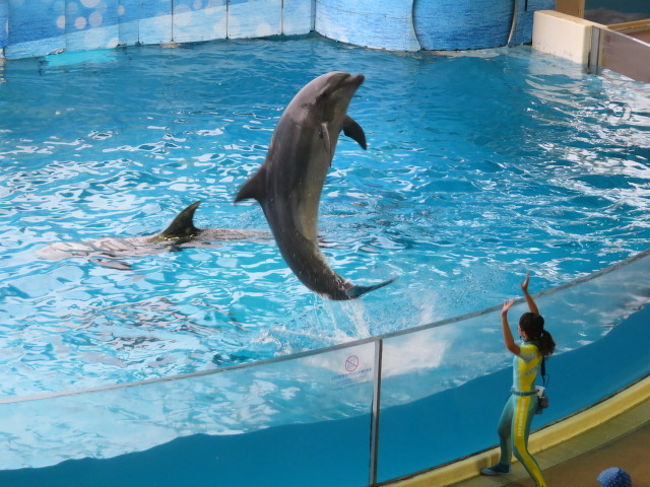 藤沢の片瀬海岸にある「新江ノ島水族館」に入館して水族内を見てきました、相模湾片瀬海岸沿いの風光明媚な場所にあるショーが楽しめる大きな水族館です、子供達の遠足や修学旅行に利用されることが多いです。<br /><br />館内には相模湾ゾーン、深海、クラゲ、ペンギン・アザラシ、カワウソ、体験学習館にイルカショースタジアムなど楽しめる場所が多くありました、お土産類や記念品が買えるショップや食事ができるカフェもありました、オーシャンデッキ・オーシャンカフェからは江ノ島や湘南・片瀬海岸が良く見えました、時間をかけてゆっくり見るといい場所です。<br /><br />場所は小田急江ノ島線片瀬江ノ島駅から7分、江ノ電江ノ島駅から10分です、年中無休で冬季を除いて9時から開館、大人2400円、子供1000円で入れます。