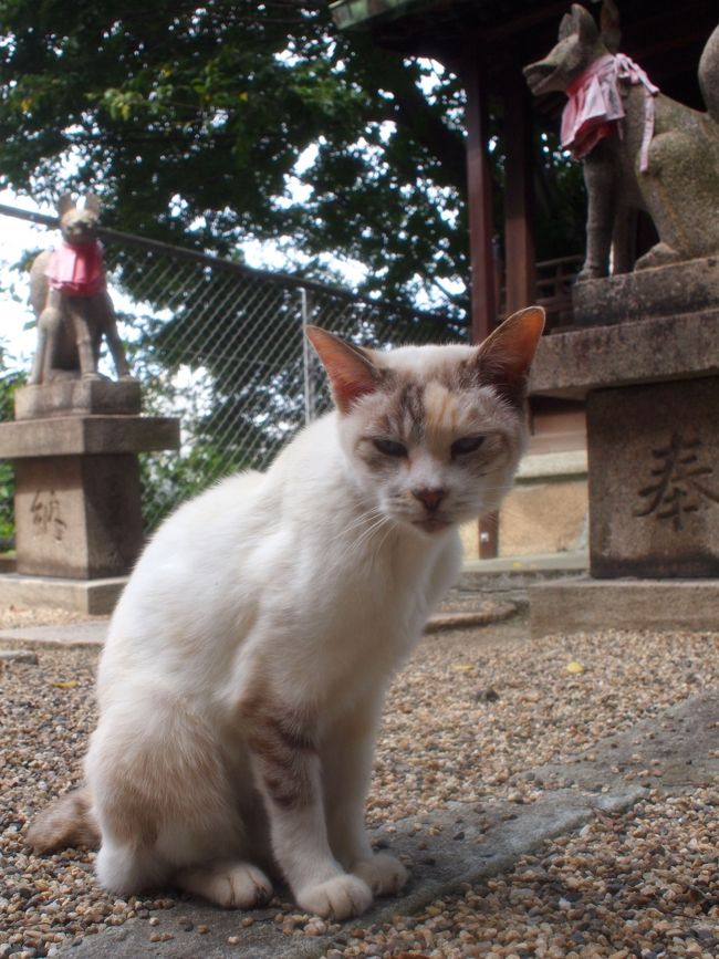 ★街十色～ 奈良・大阪 秋のいろ③　大阪四天王寺 と ねこさんぽ篇★