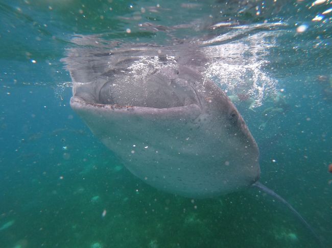 2019年夏旅は6泊7日でセブ島に行ってきました。<br />アジアのビーチリゾートか沖縄の離島か迷ったけれど、<br />8/1出発で沖縄の離島の良いホテルに6泊となると高い高い。<br />我が家の予算を大幅にオーバーしちゃいます。<br />その点セブ島だと予算内でシャングリラホテルに泊まれるので今年はセブ島に決定!<br /><br />目玉はオスロブでのジンベイザメシュノーケリングとボホール島です。<br /><br />本日は3日目!