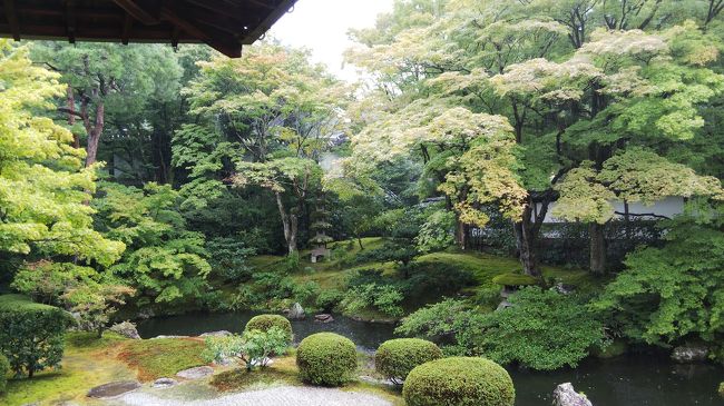 両親をつれて京都旅行に行ってきました。<br />観光、ホテルステイ、父の懐かしのグルメ(餃子の珉珉)と、短い時間に詰め込んで楽しんだ二日間でした。<br />その記録です。
