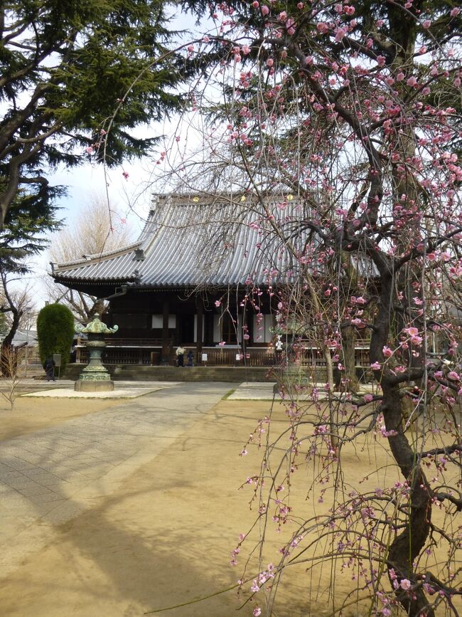 入谷から寛永寺へ<br /><br />その後、ちょっとお散歩のつもりが、通りがかりの美術館からびっくりオブジェ、最後はついつい動物園まで<br />さすが上野は盛りだくさん！<br /><br /><br />　小野照神社（下谷）<br />★寛永寺（上野）<br />★上野動物園（上野）<br /><br />☆上野公園再訪　2019/3