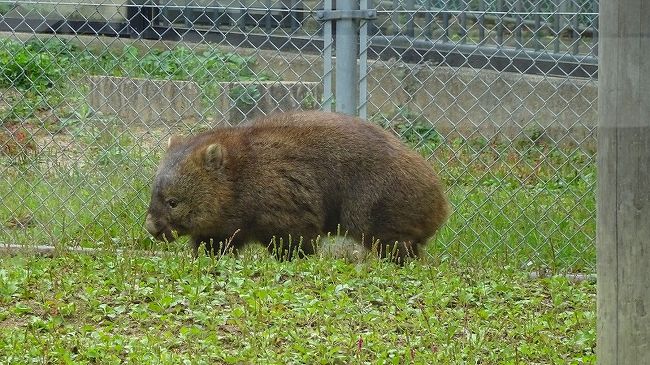 城跡公園の近くに位置する五月山動物園のウォンバットを見て、娘をJR川西池田駅で降ろし、伊丹の家までワシの車で戻り、弟夫婦は弟の車に乗り換えて、台風19号の来る前に帰れました。<br /><br />写真は、五月山動物園のウォンバット。