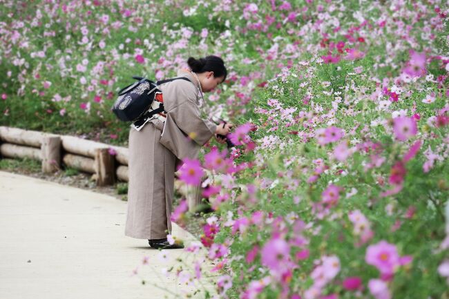 Japan 芋が重いわ　昭和記念公園ファン倶楽部コスモスオフ会2019　～ミツバチばあやの冒険～