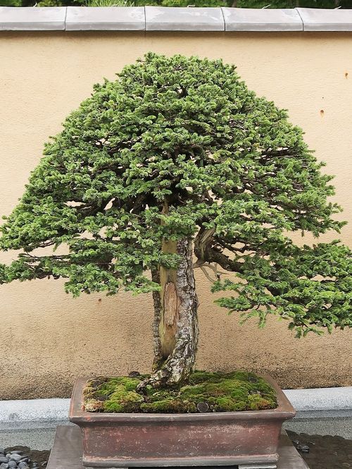 昭和記念公園-7 国営盆栽苑 名品盆栽61鉢も ☆日本の伝統/芸術 昭和記念公園-7 国営盆栽苑 名品盆栽61鉢も ☆日本の伝統/芸術