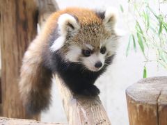 待ちに待った埼玉こども動物自然公園のレッサーパンダの赤ちゃん公開！～行楽日和の大行列にもめげず＆ハロウィーンかぼちゃとワオギツネザル