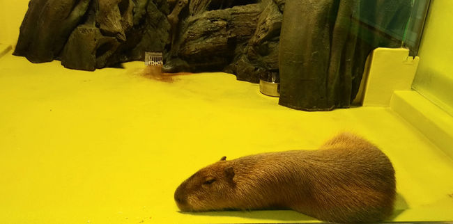 蒲郡クラシックホテルから坂を下って、竹島水族館へ行ってみま知った。日本で２番目に小さな水族館だそうですが、深海魚など館長が力を入れています。