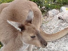 西オーストラリア　ワイルドフラワーを求めて走る②　【　ラッキーベイ　】