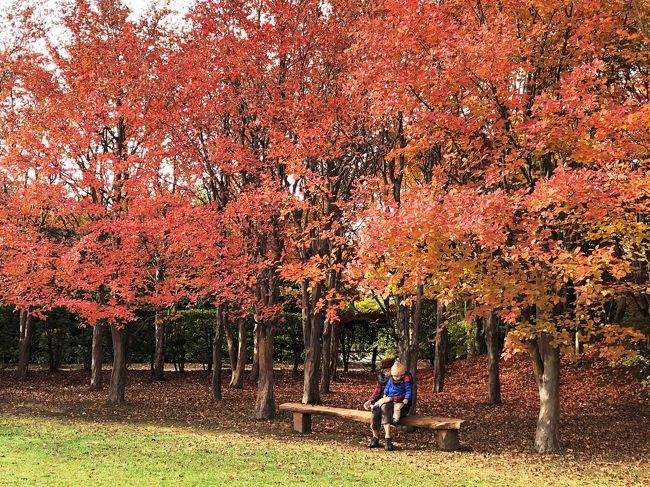 「札幌公園めぐり」の秋編。<br /><br />札幌市内には無料で楽しめる公園があちこちにあり、それもかなりクォリティが高い!(と、個人的には思っているのですが)<br /><br />ほぼ毎年、春の桜の時期と10月下旬の紅葉の時期に必ず訪れるのがここ「平岡樹芸センター」<br /><br />何が凄いって、園内中心にある200メートル近くにもなる「ノムラモミジ」の「真っ赤なトンネル」がそれはそれは圧巻!<br />こちらの樹芸センター、例年11月3日ころで冬季閉園になるため、「真っ赤なトンネル」のピークは閉園後になってしまいなかなか見ることが出来ない。<br />が、今年はなんと、11月10日まで、開園期間が延長されているようです!<br /><br />とはいっても、札幌市内在住ではないためタイミングよいときにも来られず、今回も早いかなと思いつつ、恒例行事のため足を運んできました。<br />「真っ赤なトンネル」にはまだ早かったけど、それでも秋の気持ちよい日差しの中、紅葉に癒されてきました。<br /><br />★平岡樹芸センター★<br /><br /> http://www.sapporo-park.or.jp/jyugei/