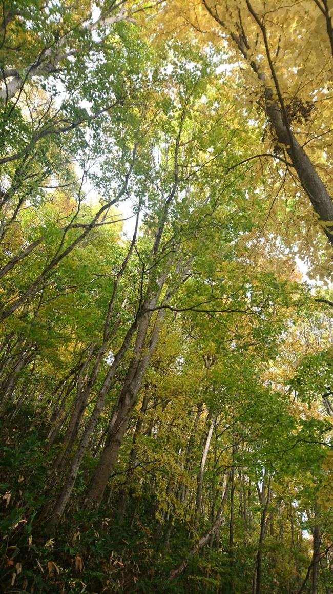 201910,三角山にハイキング,今年の紅葉はいまいち