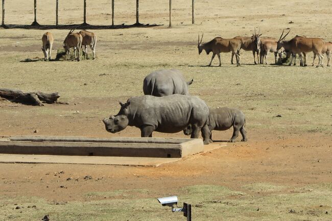 エスワティニの旅も終わり、レソトに行くためにまずはヨハネスブルグに向かいます。<br />事前のシャトルサービスの予約が上手にできませんでしたが、無事に乗ることができました。