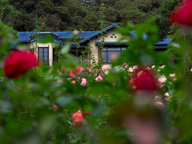 江ノ島から鎌倉まで江ノ電途中下車の旅。海あり、薔薇あり、食べ歩きあり。日帰りのんびり観光しました。