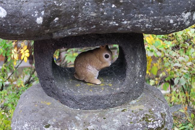 再び奥日光へ<br /><br /> 小田代湖が久しぶりに姿を現したというので、急ぎ奥日光へ。<br />ただし台風19号の影響で、東武線は一部不通。急遽上野からJRで日光へ。<br />戦場ヶ原湯川沿いの遊歩道はズタズタで数か所が通れない。光徳入口から泉門池を通り、小田代ケ原へ抜けられた。小さくはなったが、湖はまだ残っていましたよ。千手ケ原は問題ないようです。東武の4日間フリーパスが使えず、交通費はいつもより5-6千円ほど高くつきました。紅葉は台風の通過直後なので、あまり期待しないでください。今年は例年より10日ほど遅れているようです。<br /><br /> ・赤沼の朱いもみじ葉紅く落ち<br /><br /> ・山は嵐リュック担いで水族園<br /><br /> ・長い夏短くなったものは何?