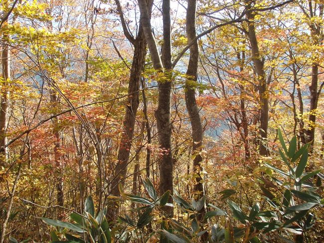  　　　山歩き 群馬県沼田市　迦葉山　標高1322M(標高差410M)　　全行程　3時間12分　　<br />弥勒寺駐車場～（1時間47分）迦葉山山頂～（1時間19分)弥勒寺駐車場 <br />「日時」2018年10月21日　晴れ<br />「アクセス」東京池袋駅よりレンタバスで、関越自動車道沼田ＩＣでおり。弥勒寺駐車場に行く（所要3時52分）途中、交通事故渋滞が2度あり<br />「参考案内書」無<br />「コース概要」山仲間15人と登る。駐車場で昼食をとる。(12;19)(0;00)駐車場を出発し、弥勒寺に向かう。坂を登ると直ぐに弥勒寺に到着。弥勒寺を参拝する。(0;06)小橋を渡り、分岐を右にとり、山道に入る。開山堂、迦葉堂を通過。最初は緩やかに登る。(0;22)徐々に登りの勾配がきつくなる。(0;35)急な登りに入り、急登りが続く。(0;42)和尚台分岐に到着。休憩。右上に鎖のある岩場登り、胎内潜りがある。また途中にはちょっと朽ちた祠が見える。(0;47)出発。岩場を回り込んで急登りする。ロープのある急登り箇所もある。(0;58)紅葉が見られるようになる。急登りの連続である。道中の紅葉がきれいである。(1;14)平坦なところで休憩。(1;21)出発。まだ急登りが続く。(1;31)御嶽山大神の碑に到着し、休憩。(1;38)出発。急登りが続く。(1;43)急登り終了し平坦な登山道になる。(1;47)迦葉山山頂(1322M)に到着。南が開けている。(1;53)出発。来た道を戻る。最初は緩やかなくだりであるが、すぐに急下りが始まる。落ち葉が多く落ちているので、滑りやすく注意して慎重に下る。(15;31)(3;12)弥勒寺駐車場に到着。レンタバスで玉原高原にあるペンションアプル館に向かう（所要30分）。本日のコース、標高差は410Ｍほどですが、歩き始めと山頂手前の緩やかなところを除いて、急登り、急下りが多く、きつい山でした。特に下りは落ち葉で滑りやすく慎重、歩幅を狭めて下りました。しかしながら道中でみられた紅葉（特にブナの黄色）は素晴らしく、疲れを吹き飛ばしてくれました<br />