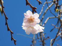 清楚に咲いていた冬桜の花