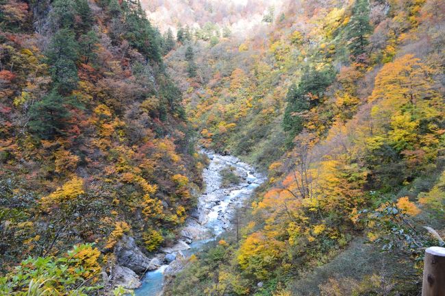 新幹線で富山県に入り、最初の宿泊地は宇奈月温泉。新幹線からローカル線で移動するのも味わいがあります。<br /><br />連休のためお目当ての旅館に連泊できず。1泊目は駅から徒歩1分の便利な立地。素泊まりですが、街中のおそば屋さんで美食にありつくことができました。<br /><br />翌日、トロッコ鉄道に乗って欅平を散策しました。車中からも散策中も紅葉が楽しめました。カメラに収めた景色はどこも絵になります。厳しい冬がすぐ側に迫る束の間の秋。トレッキングコースもなかなか充実していました。<br /><br />2泊目のお宿は外国人宿泊客も多いようで、スタッフも慣れた感じでした。お目当ての白えび懐石はどれも手が込んでいて贅沢ができました。