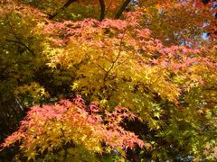 紅葉の祖谷かずら橋 道後温泉 祖谷渓 かずら橋 大歩危 徳島県 の旅行記 ブログ By Black7さん フォートラベル