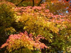 紅葉の祖谷かずら橋・道後温泉　②