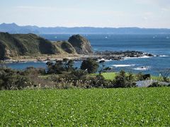 三浦の大根畑・百景