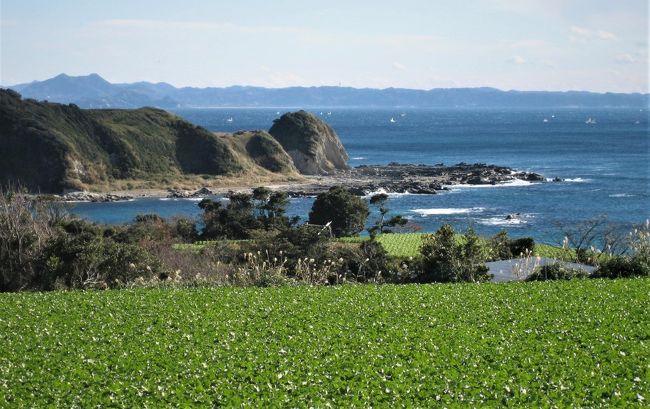 三浦半島は野菜の生産地、春夏野菜、秋冬野菜と<br />半島は緑に染まる、大根・キャベツ・スイカ・かぼちゃ<br />などが代表的な野菜です。<br />今回は三浦大根の畑をまとめました。