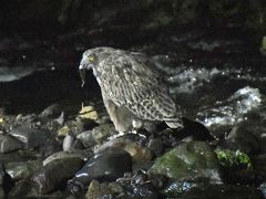 北海道一か月気まま旅　シマフクロウ編