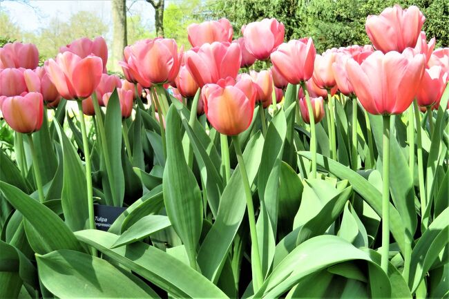 キューケンホフ公園のチューリップが見たくて、オランダへ旅行することになった。他にも、キンデルダイクの風車やゴッホの絵、ミッフィーゆかりの場所など見たい所はたくさんあり、この機会に全て訪れることにした。<br /><br />オランダに到着してすぐに、ユトレヒトのミッフィーゆかりの観光地を巡り、翌日は念願だったキューケンホフへ。チューリップの見頃時期に訪れることが出来た。<br /><br />《ユトレヒトの旅行記はこちら↓》<br />【オランダ×ユトレヒト】オランダ旅行の始まりはミッフィーから♪ミッフィー・ミュージアム♪テオブロム洋菓子店♪ミッフィーの信号機♪その他<br />https://4travel.jp/travelogue/11547458<br /><br />キューケンホフ公園はオランダのリッセにある世界最大のフラワーパーク。総面積32ヘクタールの園地に、毎年700万球の花の球根が植えられる。800種類以上のチューリップを始め、ヒヤシンス、スイセン、蘭、バラ、カーネーション、アイリス、ユリなど多数の種類の花が展示される。開園期間は3月下旬から5月中旬まで。<br /><br />※2020年は3月21日～5月10日まで開園予定だったが、コロナウイルスの影響で開園中止となった。<br /><br />[日程]<br />1日目(4/19)　成田～アムステルダム（ターキッシュエアラインズ）<br />2日目(4/20)　アムステルダム着<br />2日目(4/20)　ユトレヒト（ミッフィー・ミュージアム/他）<br />3日目(4/21)　キューケンホフ公園<br />4日目(4/22)　クレラー・ミュラー美術館<br />5日目(4/23)　キンデルダイク（風車）<br />6日目(4/24)　アムステルダム市内観光<br />6日目(4/24)　アムステルダム～成田（ターキッシュエアラインズ）<br />7日目(4/25)　成田着<br /><br />アムステルダム4泊（全7日間）　<br />※オランダでの移動は全て「オランダツアーズ」→残念ながら2019年12月で閉業。