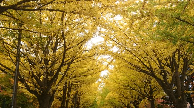 金葉祭は中止でも最高のイチョウ並木の紅葉でした