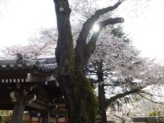 桜見散歩 in 高円寺～中野（中野通り桜まつり）～新井薬師