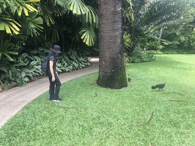 朝、評判の、ミートパイを食べて、ラスティーズマーケット、車で10分のケアンズ植物園に行きました。パーキングも入場もフリー！なのに、目を奪われるトロピカルな鮮やかな色とりどりの花、花、花、もう、写真とりすぎます。七面鳥も走り回って?いるし、一日中いたいくらい。植物園インフォメーションセンター横から入る道とつながっている、ホワイトフィールド国立公園（ほぼ空港の横）、レッドヒルトレッキングコース、レッドゾーンと、ブルーの少し、2時間くらいよく整備された低山トレッキングコースを気持ちよく取れキング！<br /><br />天気もいいので、歩くのは1時間くらいにして、ホテルにもどって、エスプラネードプールで泳ぎました。ホテルから10分。<br /><br />帰ったらまた、キッチンで、オージービーフ。グラスフェッド(牧草は育ち)は、八百円ほどなのに、おいしくて、２人でも十分な量でした。