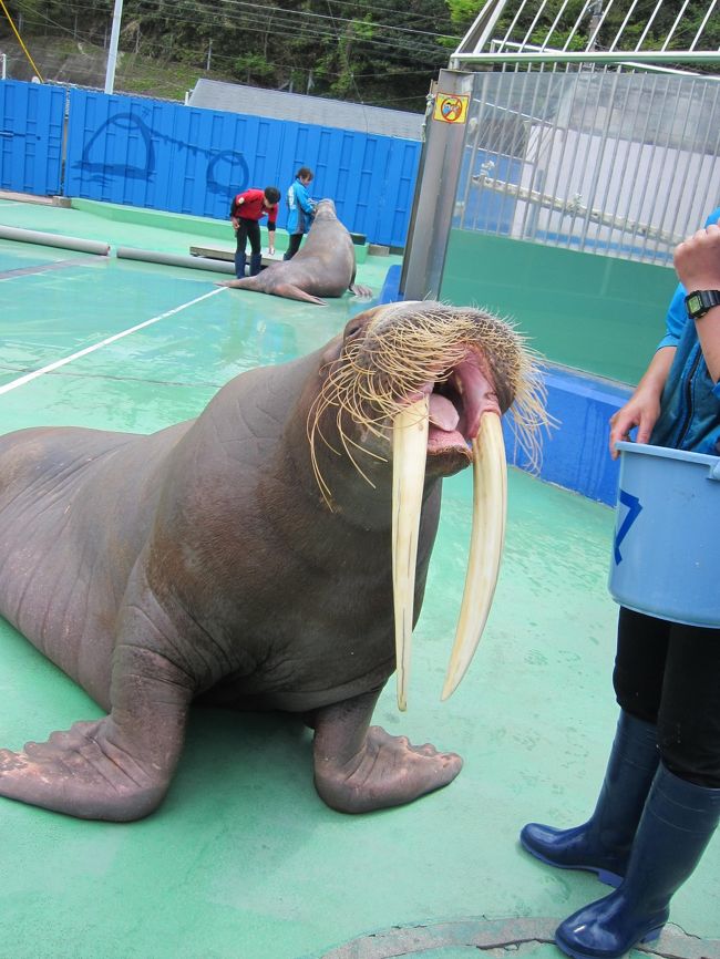 【9】セイウチが近すぎる！！伊勢志摩1泊2日①＊春爛漫の日本へ里帰り＊１４日目